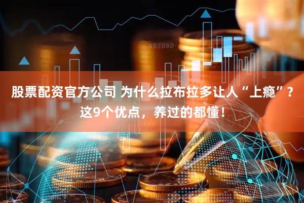 股票配资官方公司 为什么拉布拉多让人“上瘾”？这9个优点，养过的都懂！